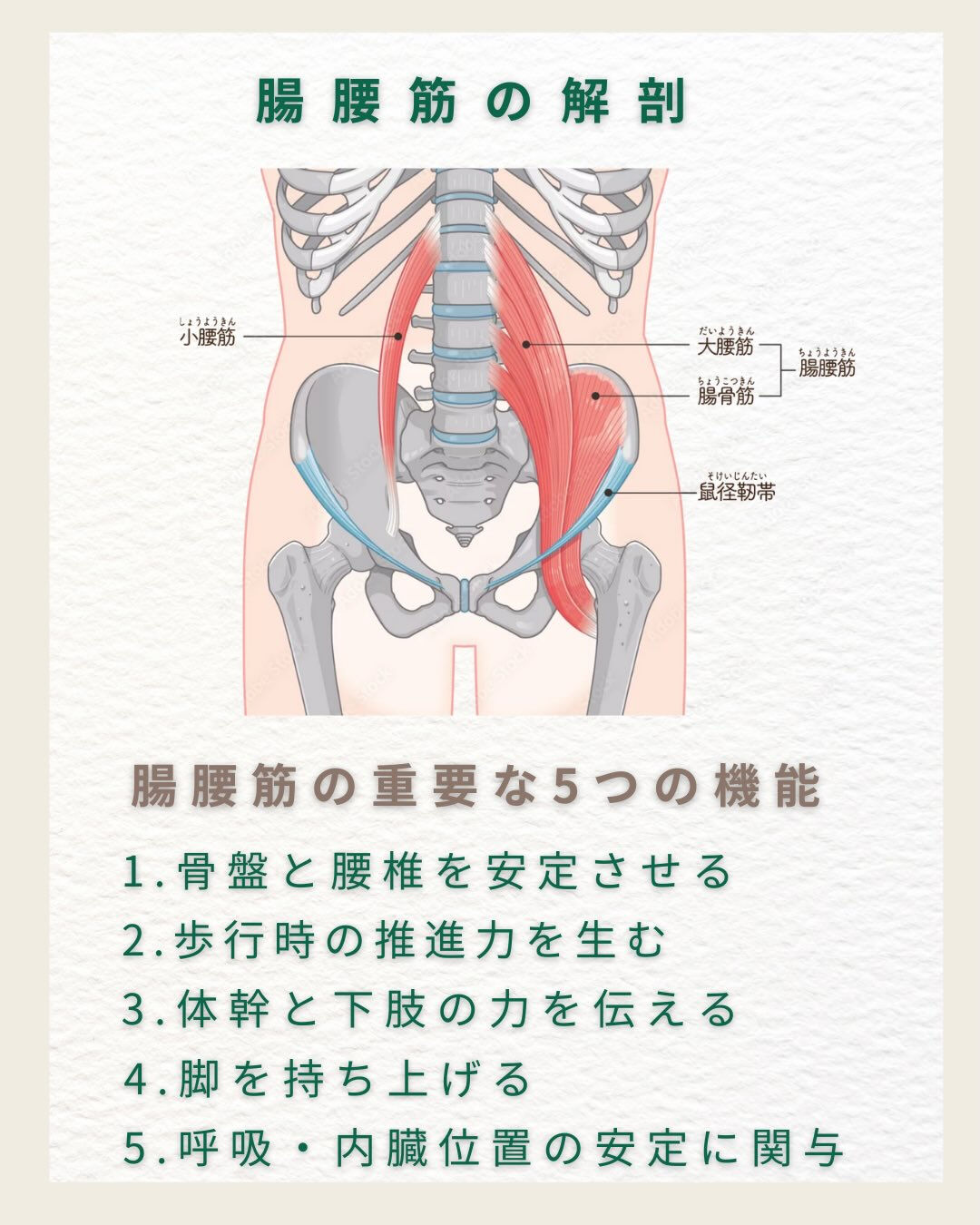 #理学療法士、#リハビリ、#腸腰筋、#トレーニング、#cms
